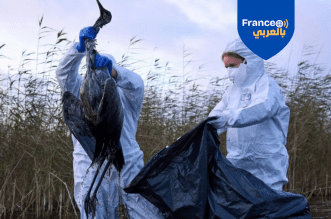 الأزمة البيئية تتفاقم: السلطات الفرنسية تكافح تفشي إنفلونزا الطيور بين المزارع والبرية