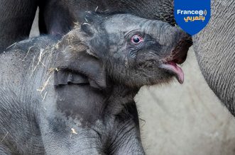 ولادة استثنائية تشعل مواقع التواصل في فرنسا…فيلة صغيرة تبهر الزوار